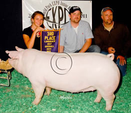Landrace Gilts